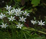 род Ornithogalum. Соцветия. Московская обл., Раменский р-н, окр. дер. Хрипань, садовый участок. 02.06.2014.