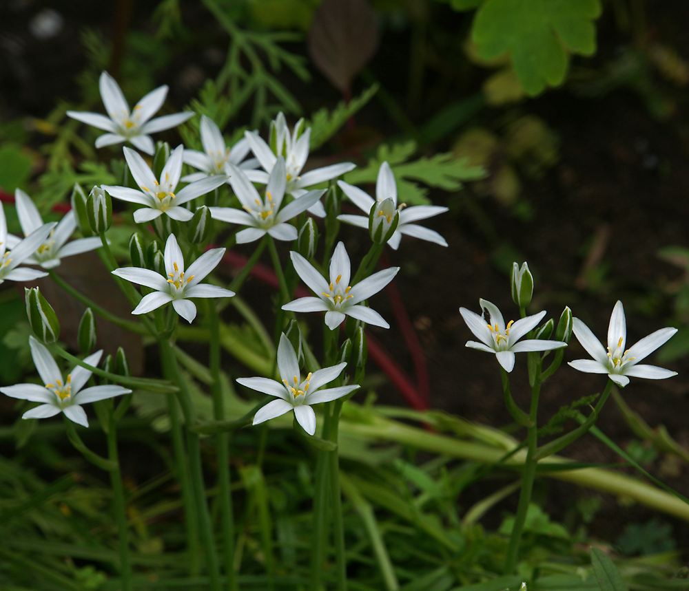 Изображение особи род Ornithogalum.