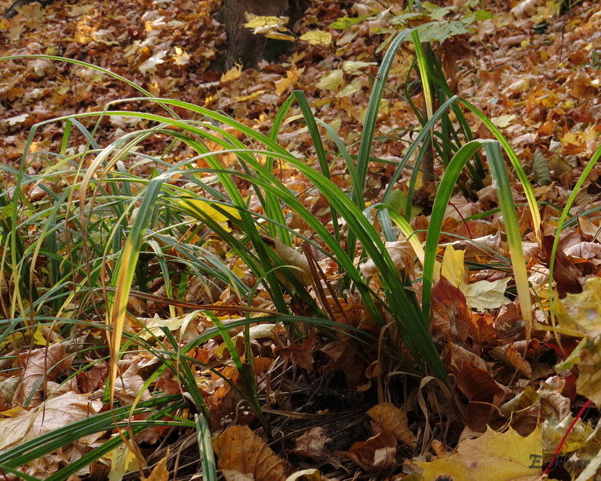 Изображение особи Carex pilosa.