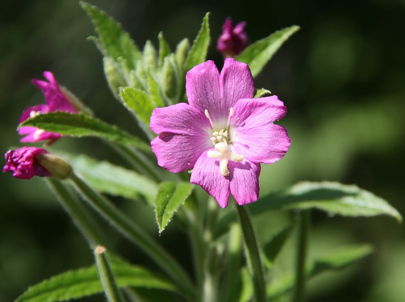 Изображение особи Epilobium hirsutum.