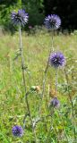 Echinops tataricus