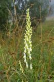 Aconitum barbatum. Соцветие. Хакасия, окр. с. Таштып. Начало августа 2009 г.