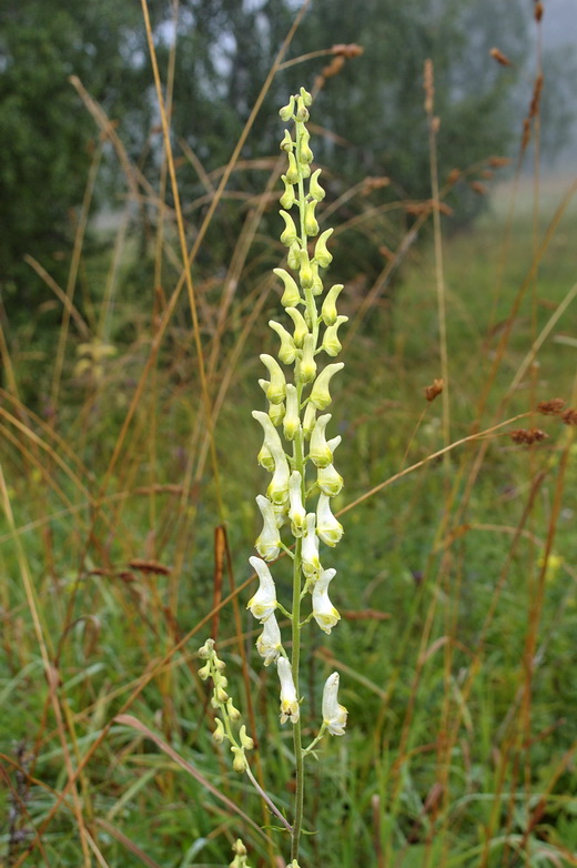 Изображение особи Aconitum barbatum.