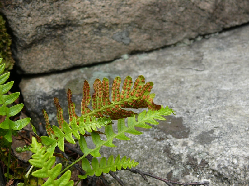 Изображение особи Polypodium vulgare.