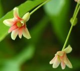 Schisandra chinensis