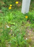 Sonchus arvensis