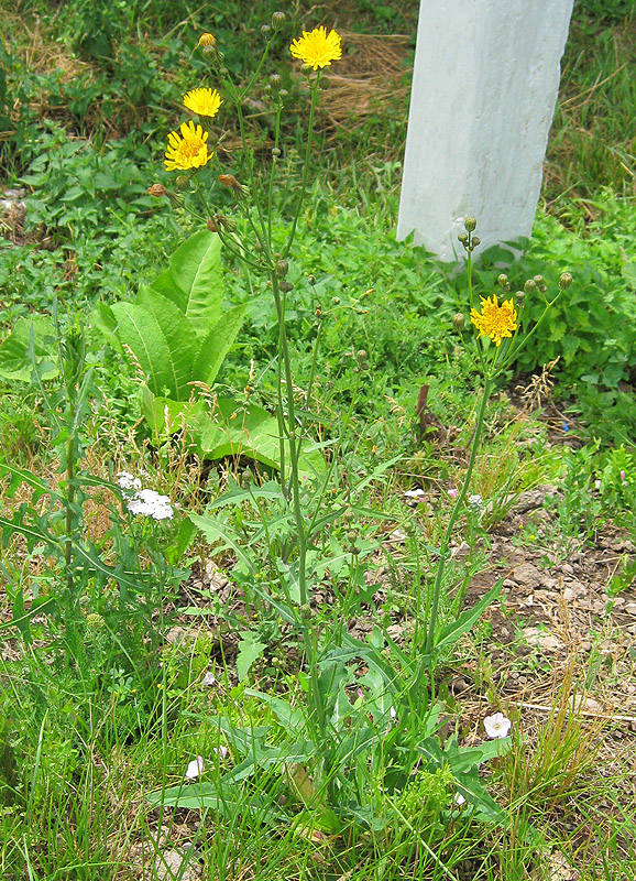 Изображение особи Sonchus arvensis.