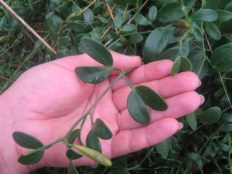 Image of Zygophyllum fabago specimen.