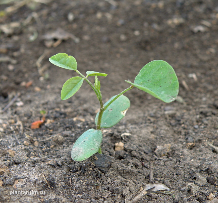 Image of Robinia pseudoacacia specimen.