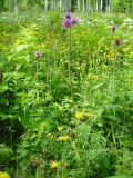 Cirsium heterophyllum