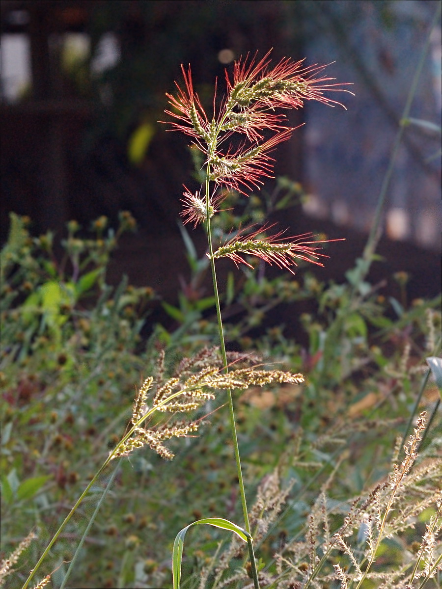 Изображение особи Echinochloa crus-galli.