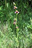 Ophrys apifera. Цветущее растение. Крым, Байдарская долина, окр. с. Орлиное, г. Пска-Баир. 12 июня 2015 г.