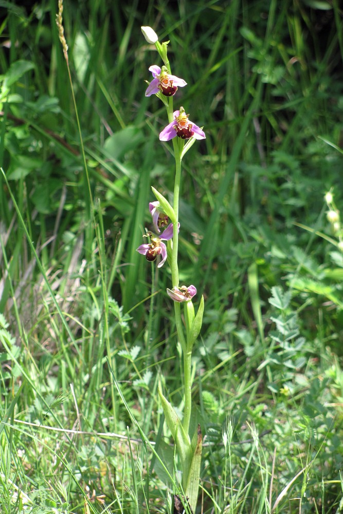 Изображение особи Ophrys apifera.