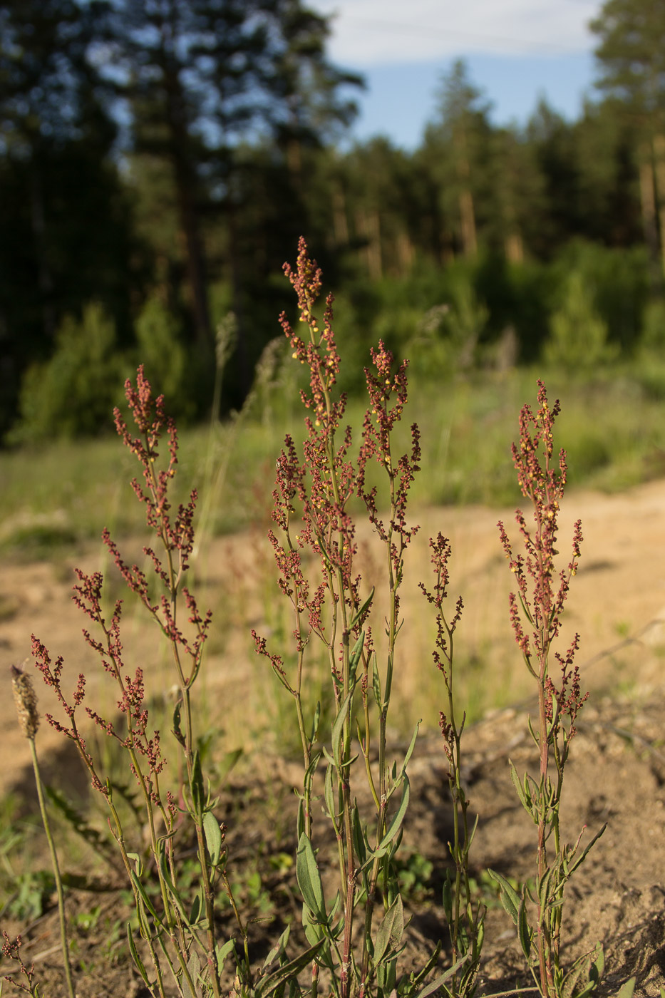 Image of Rumex acetosella specimen.