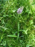 Dactylorhiza maculata