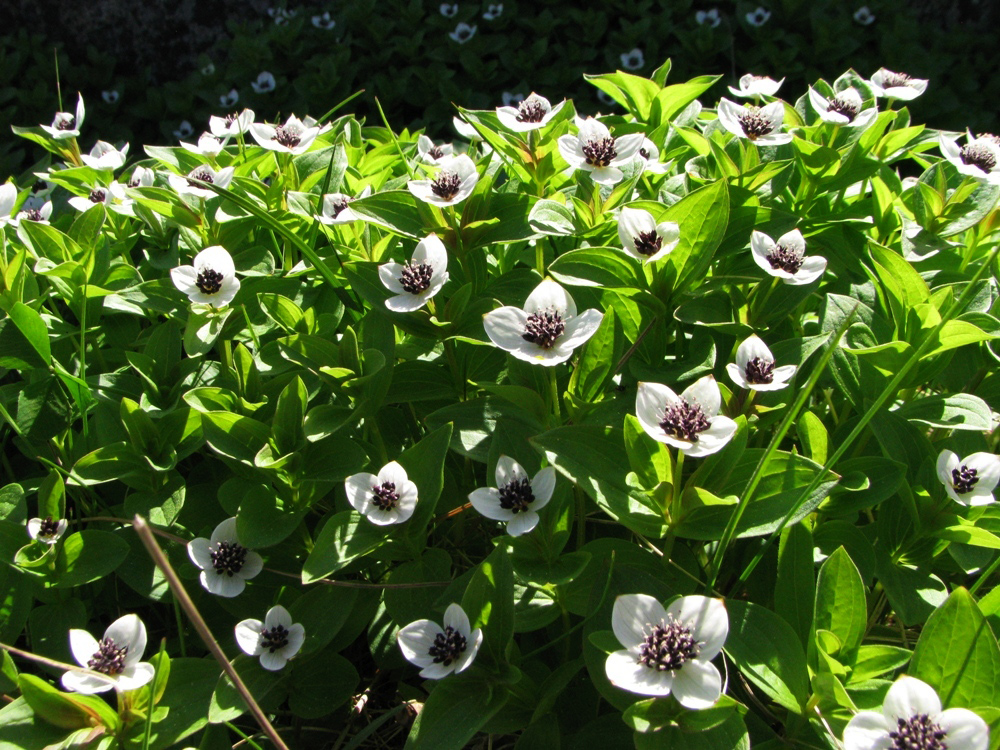 Изображение особи Chamaepericlymenum suecicum.