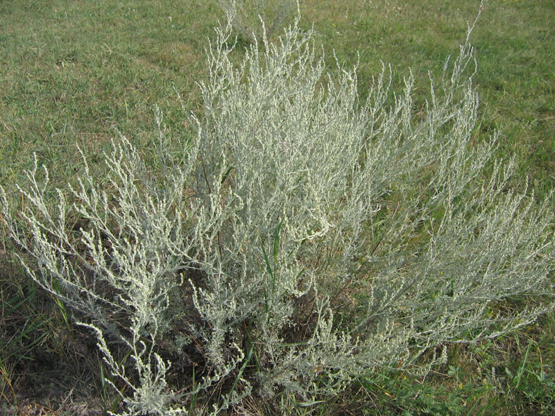 Image of Artemisia nitrosa specimen.