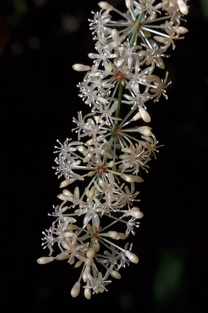 Image of Smilax aspera specimen.