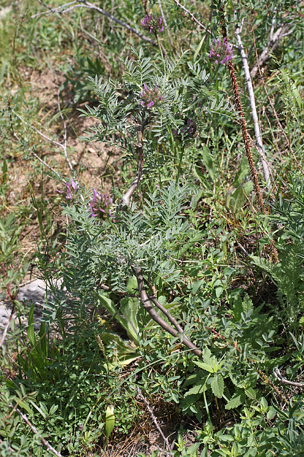 Изображение особи Astragalus ugamicus.