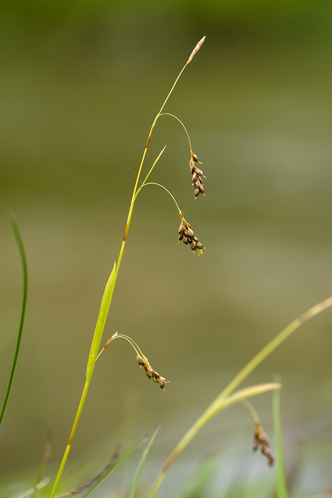 Изображение особи Carex capillaris.