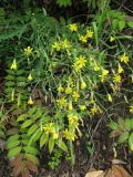 Youngia tenuifolia