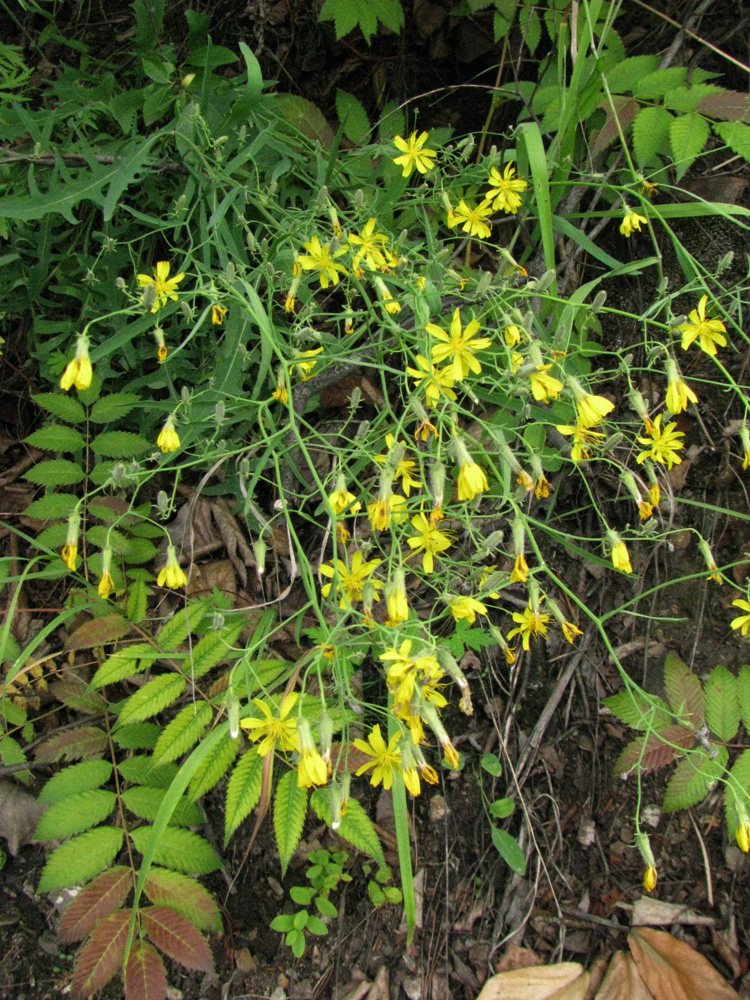 Изображение особи Youngia tenuifolia.