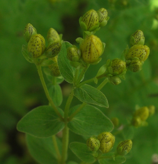 Image of Hypericum maculatum specimen.