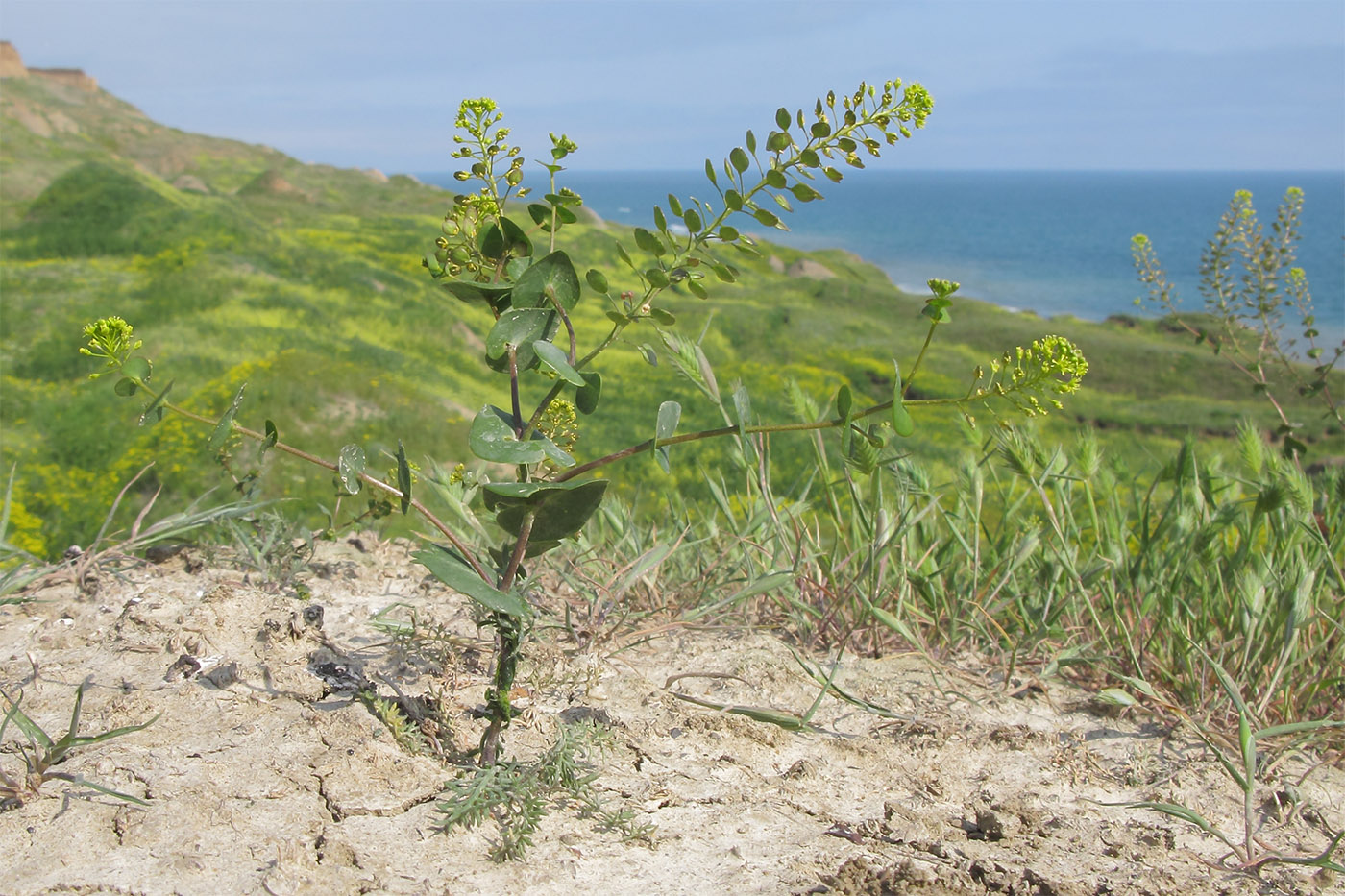 Изображение особи Lepidium perfoliatum.