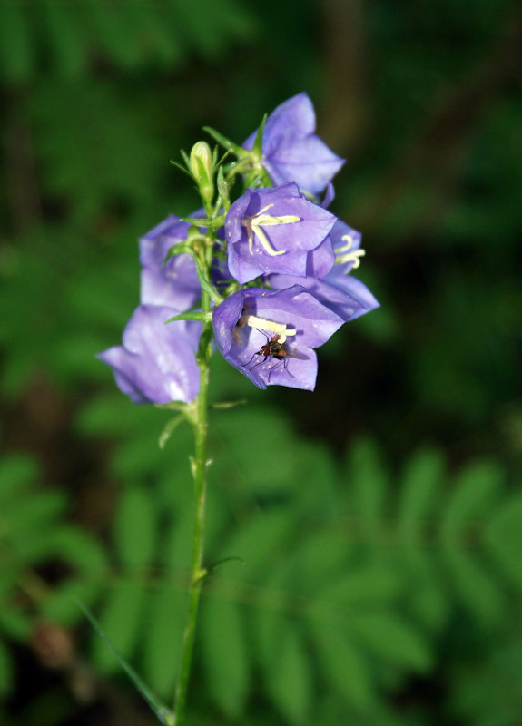 Изображение особи Campanula persicifolia.