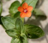 Anagallis arvensis