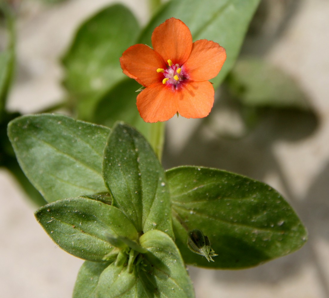 Изображение особи Anagallis arvensis.