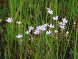 Lychnis sibirica