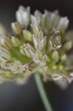 Allium alexandrae