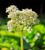 Valeriana tiliifolia. Соцветие с кормящимися муравьями. Абхазия, горный хребет Авадхара, обнажившийся берег р. Авадхара. 17.08.2015.