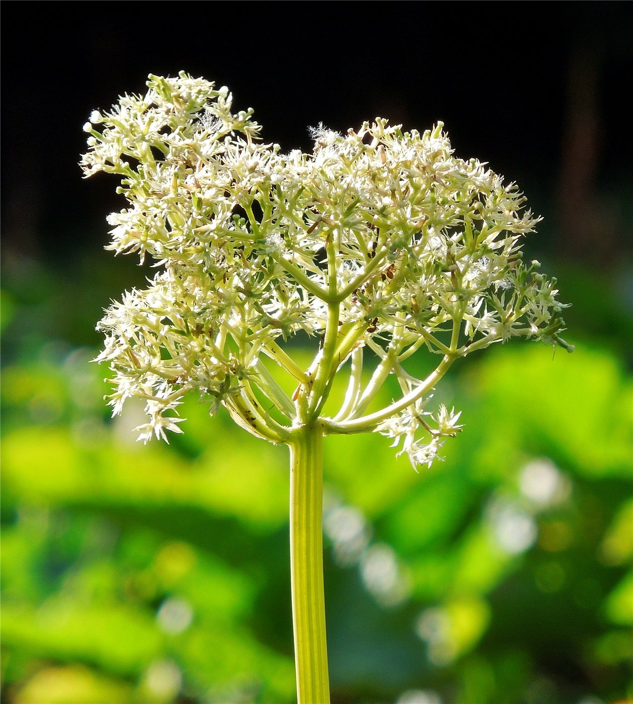 Изображение особи Valeriana tiliifolia.