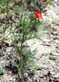 Adonis flammea