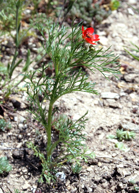 Изображение особи Adonis flammea.