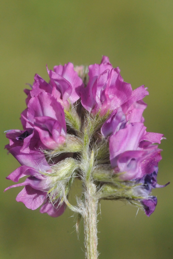 Изображение особи род Oxytropis.