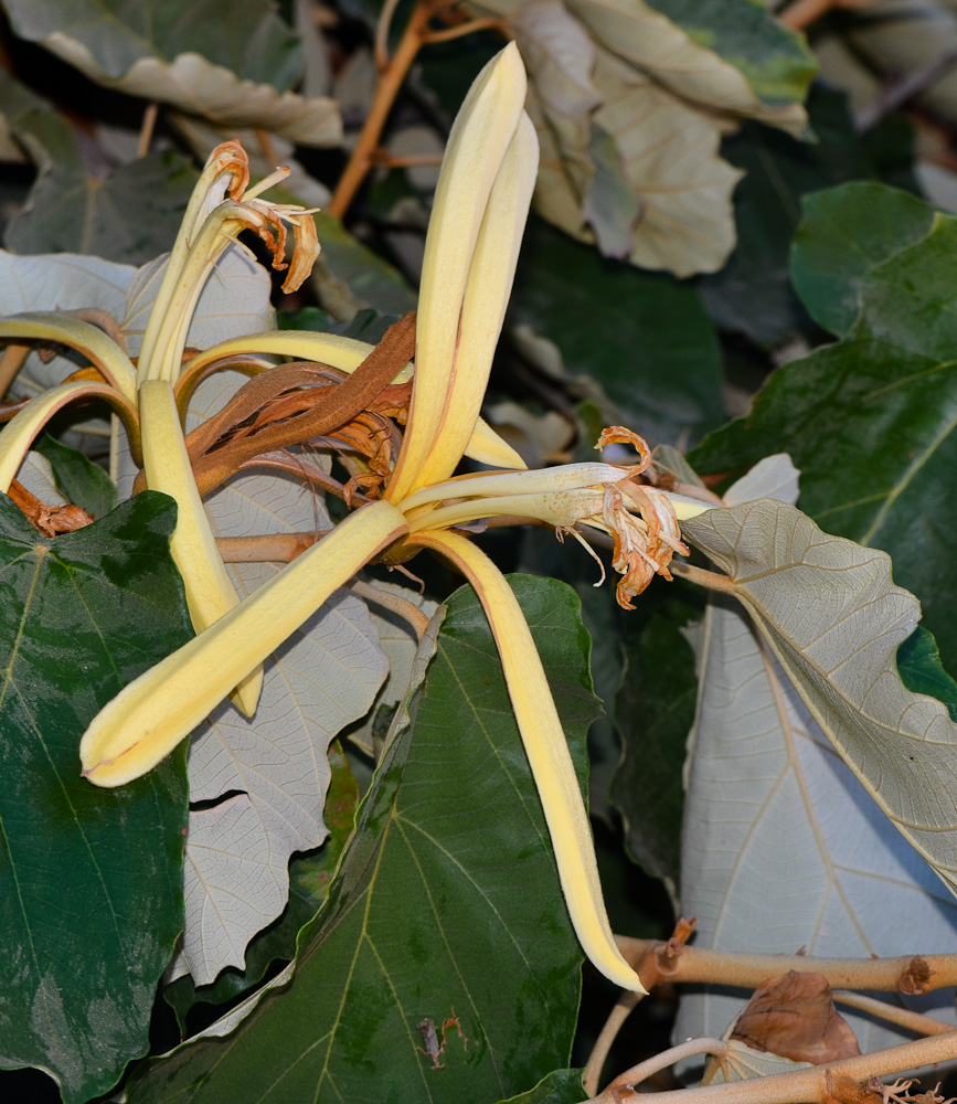 Image of Pterospermum acerifolium specimen.