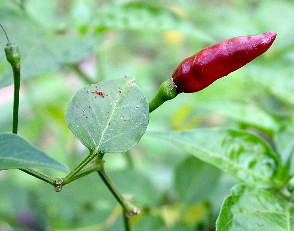 Изображение особи Capsicum annuum.