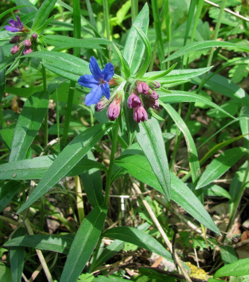 Изображение особи Aegonychon purpureocaeruleum.