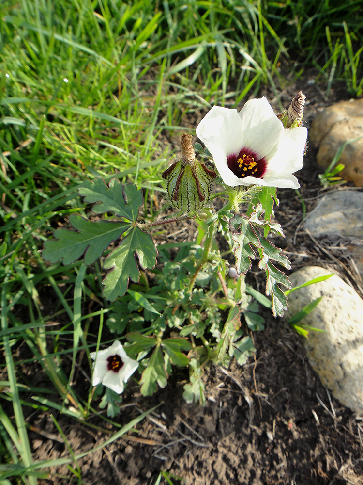 Изображение особи Hibiscus trionum.