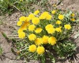 Taraxacum officinale. Цветущее растение. Восточный Казахстан, Глубоковский р-н, окр. с. Тарханка. 20.05.2011.