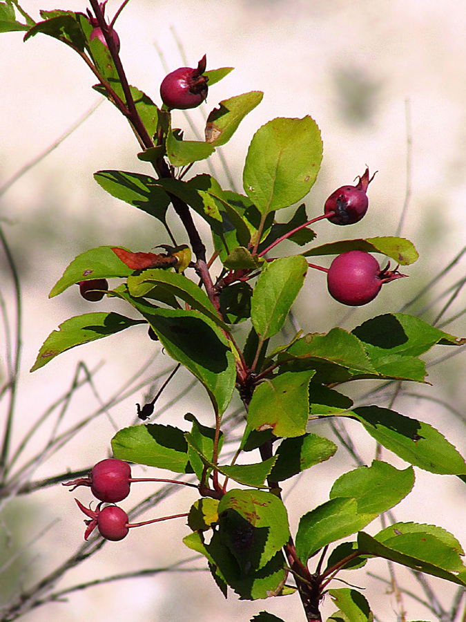 Image of Malus niedzwetzkyana specimen.