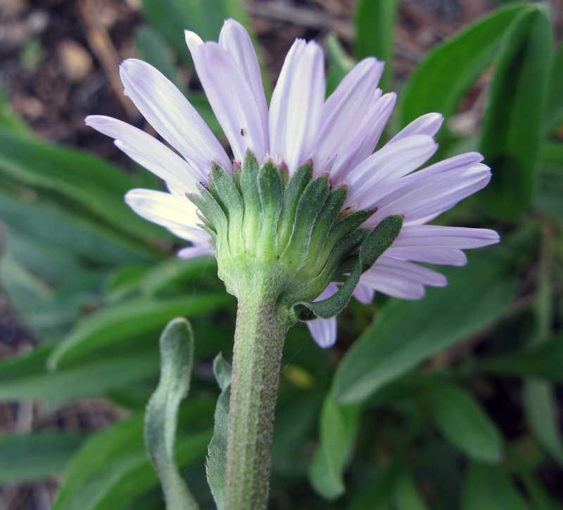 Image of Aster alpinus specimen.
