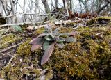 Ajuga orientalis