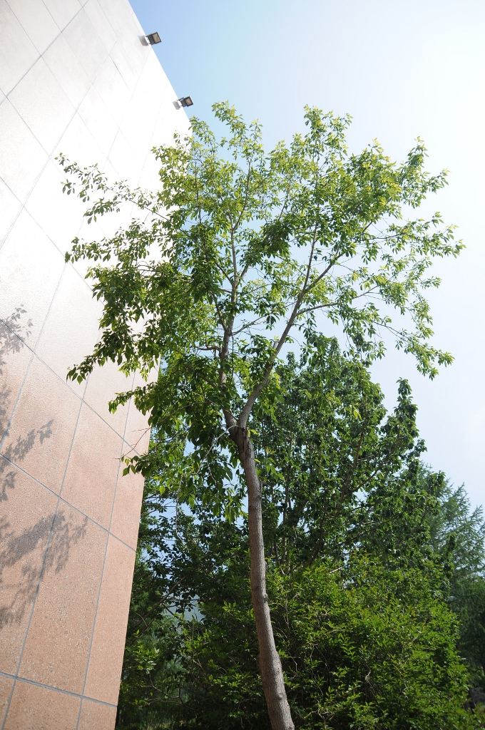 Image of Acer negundo specimen.