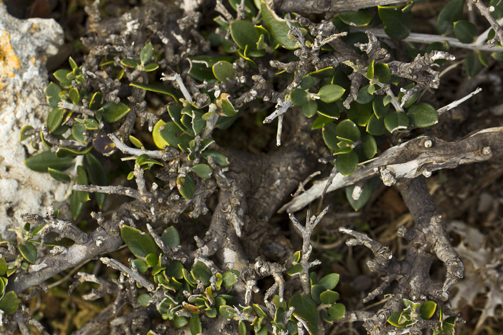 Image of Olea europaea var. sylvestris specimen.