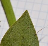 Cleome arabica