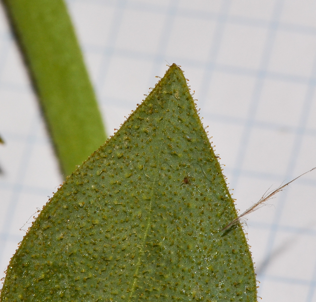 Image of Cleome arabica specimen.